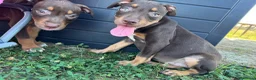 Pitbull cani in vendita: Cuccioli di Pit Bull con Pedigree anche a rate - Annuncio 6