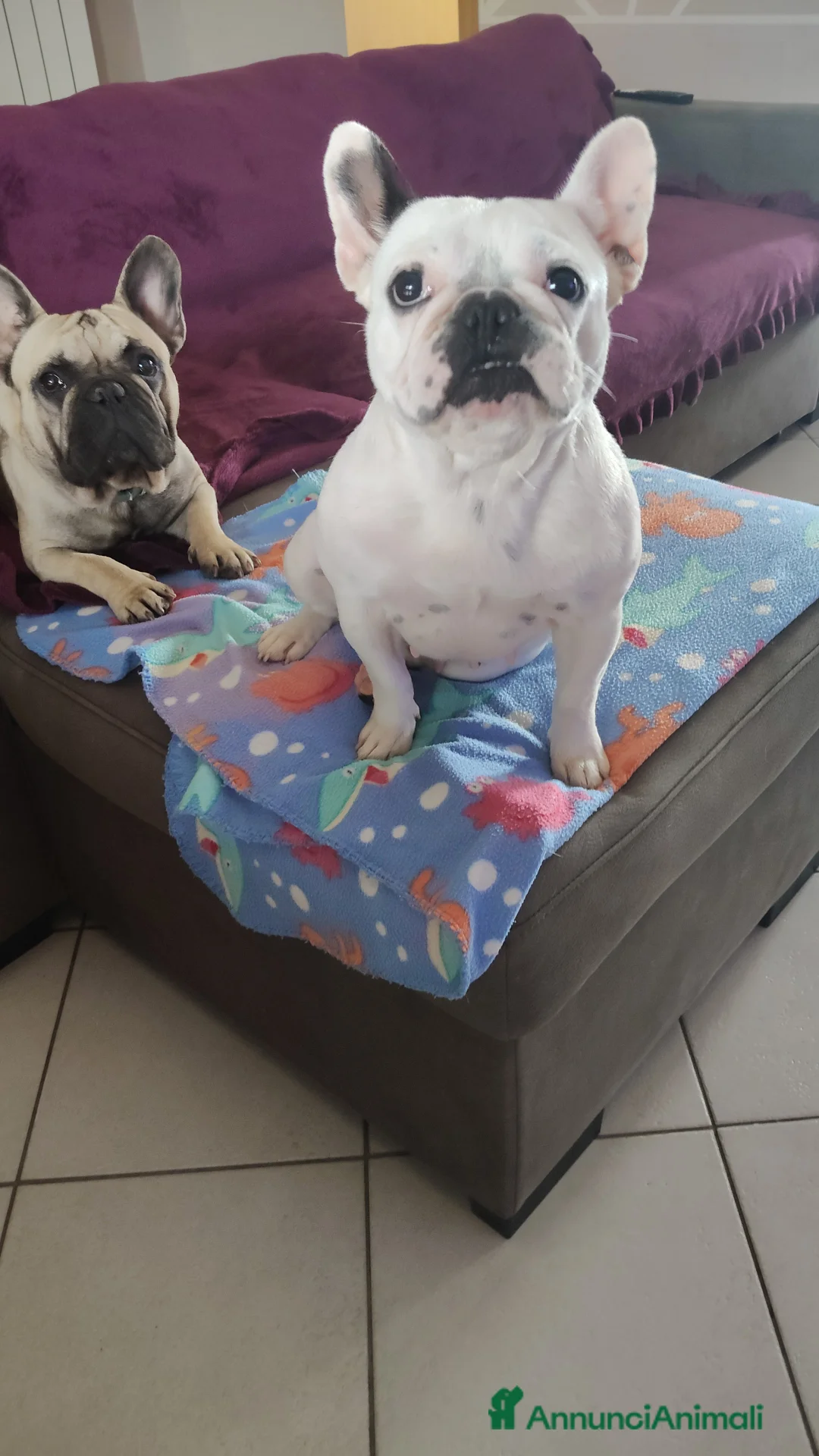 Bulldog Francese cani in vendita: Bulldog francese con PEDIGREE ENCI  a Provincia di Chieti - Annuncio 21