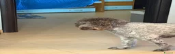 Lagotto cani in vendita: Cuccioli di Lagotto romagnolo - Annuncio 2