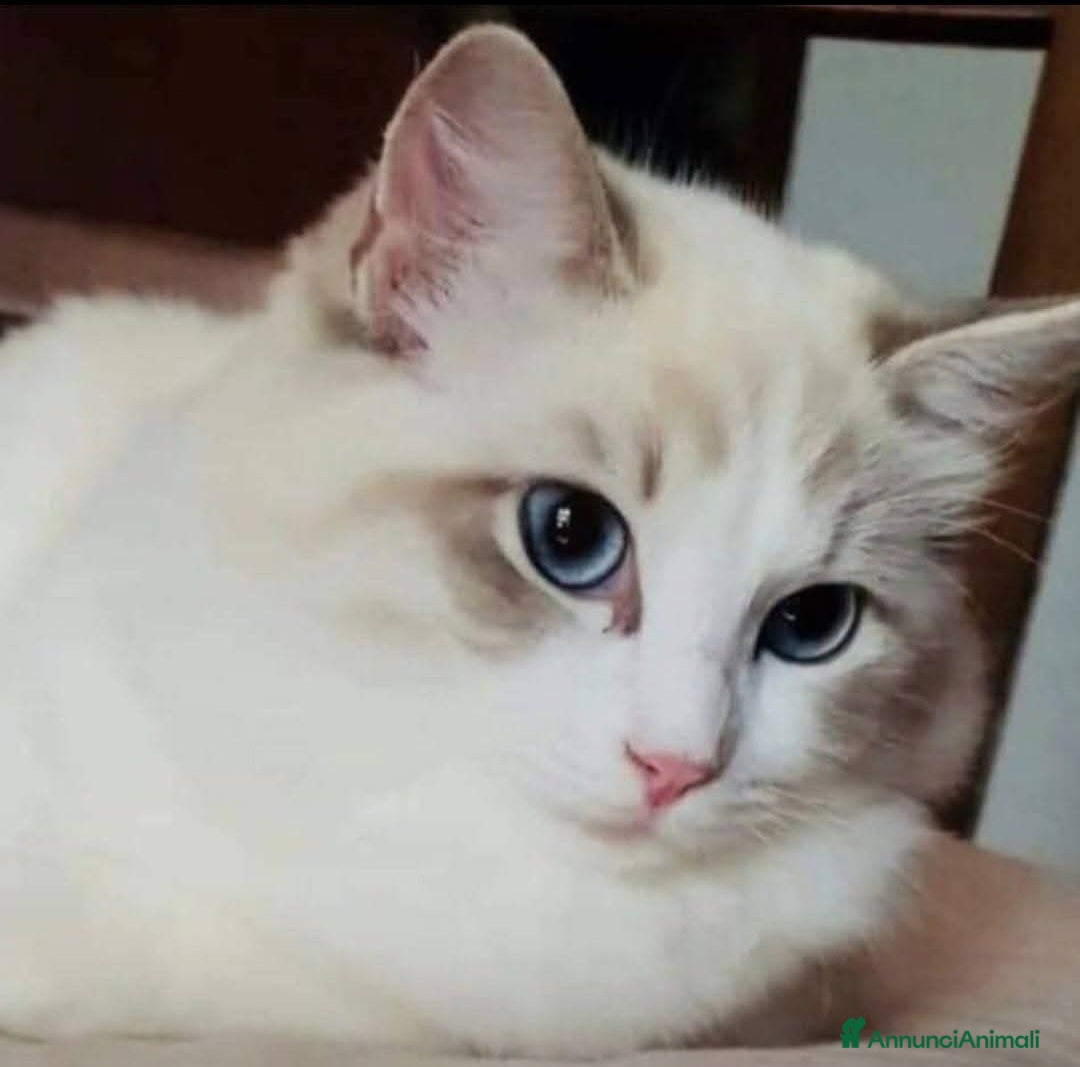 Ragdoll gatti Cuccioli di Ragdoll di alta genealogia  - Annuncio 1