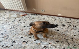 Altre razze cani in vendita: Un cane malinois incrocio con amstaff a Provincia di Novara - Immagine 2