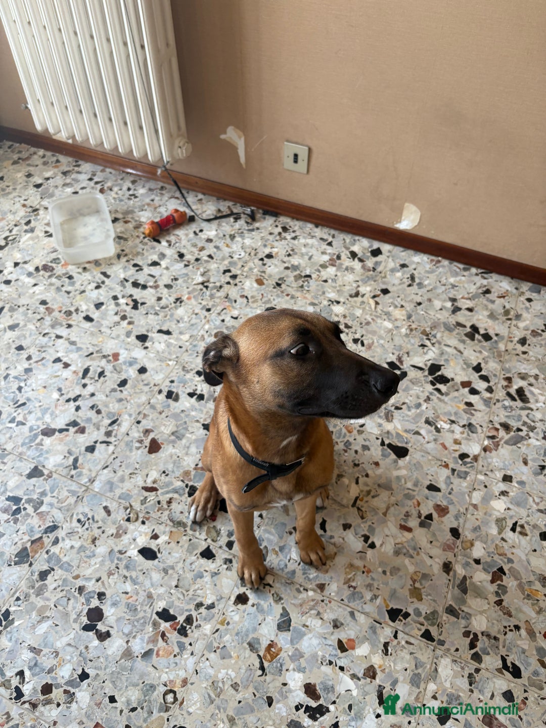 Altre razze cani in vendita: Un cane malinois incrocio con amstaff a Provincia di Novara - Immagine 2