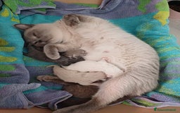 Scottish gatti in vendita: Scottish blu pointer straight  a Provincia di Gorizia - Immagine 7