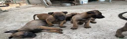 Pastore Belga cani in vendita: Cucciolo Pastore Belga Malinois - Annuncio 10