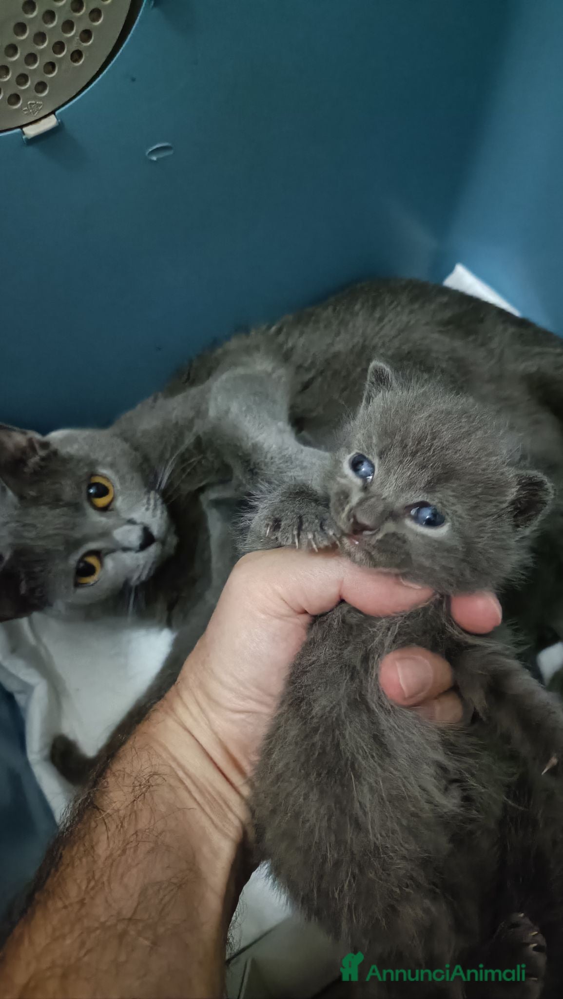 Certosino gatti CUCCIOLI DI CERTOSINO PURISSIMI  - Annuncio 3