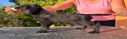 Flat Coated cani in vendita: Flat Coated Retriever cuccioli - Annuncio 5