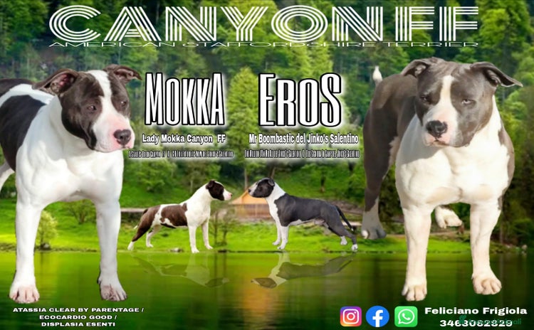 American Staffordshire cani a Provincia di Taranto - Annuncio 3