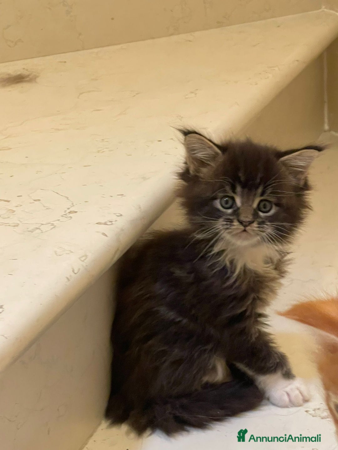 Maine Coon gatti in vendita: Cuccioli di Maine Coon - Annuncio 19