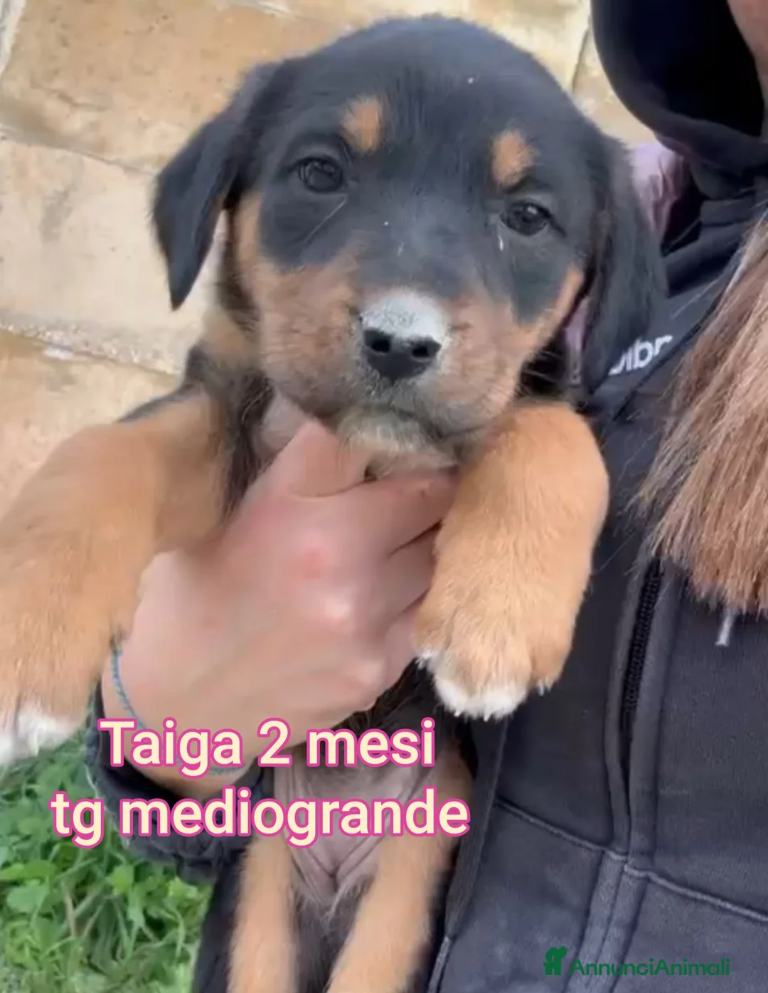 Meticcio cani in regalo: CUCCIOLI BISOGNOSI: URGENTE!!! - Annuncio 2