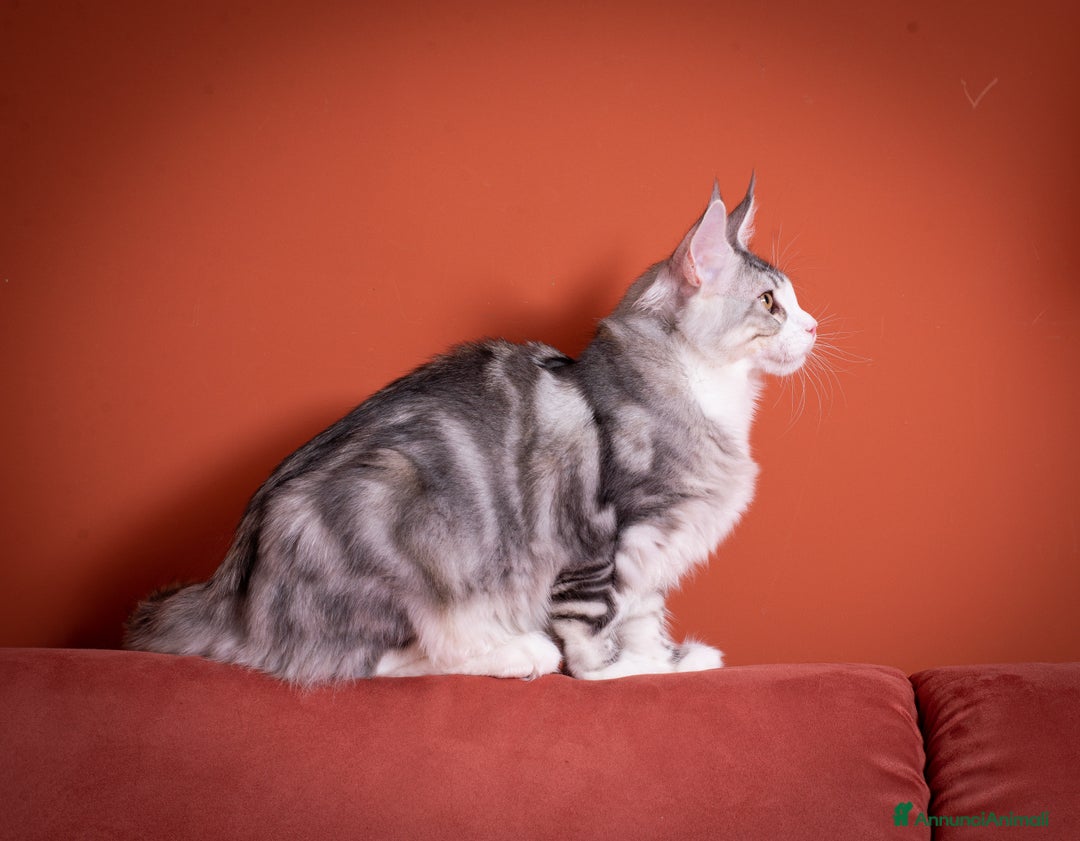 Maine Coon gatti in vendita: Un gattino maschio Mainemarie Etro  - Immagine 3