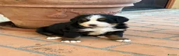 Bovaro del Bernese cani in vendita: Cucciole di Bovaro del Bernese - Annuncio 10