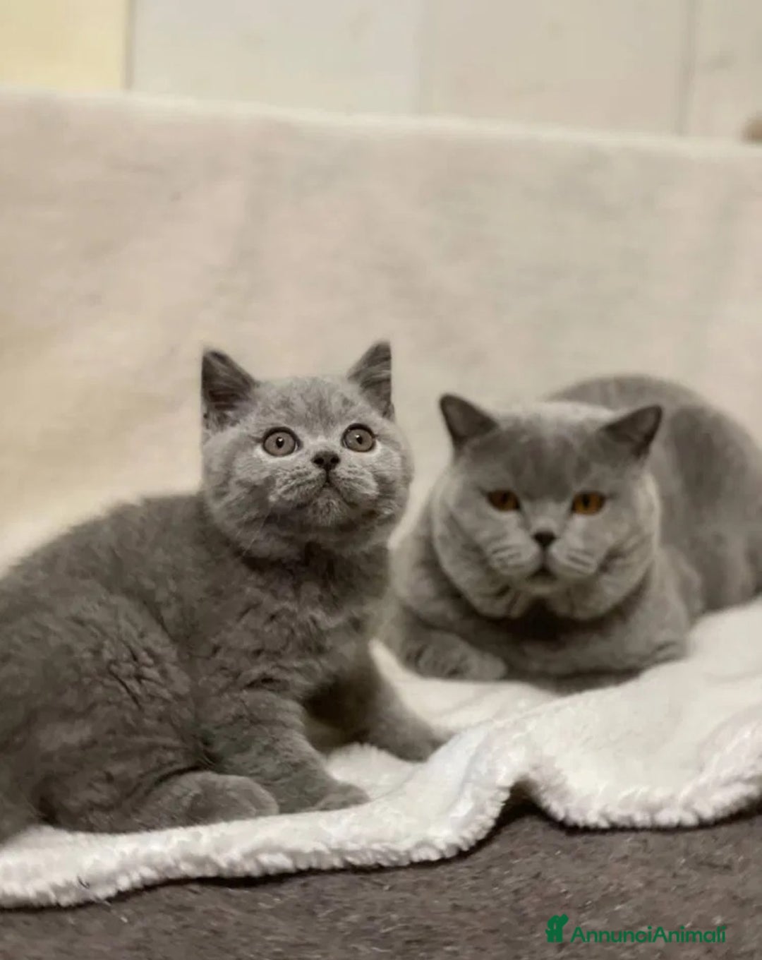 British gatti in vendita: British Shorthair  - Annuncio 3