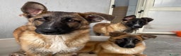 Meticcio cani in regalo: DAFNE cucciolona incrocio pastore belga adozione - Annuncio 6