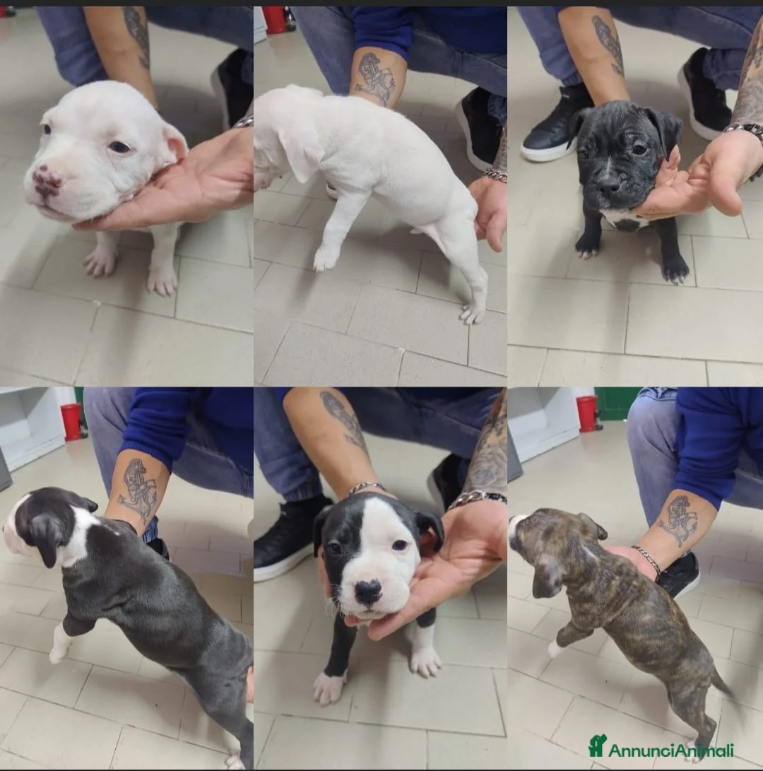 American Staffordshire cani in vendita: Cuccioli di amstaff - Annuncio 1