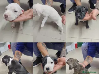 American Staffordshire cani Cuccioli di amstaff - Annuncio 2