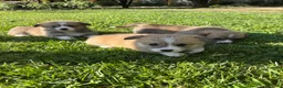 Corgi Pembroke cani in vendita: Corgi pembroke  a Provincia di Bergamo - Annuncio 2