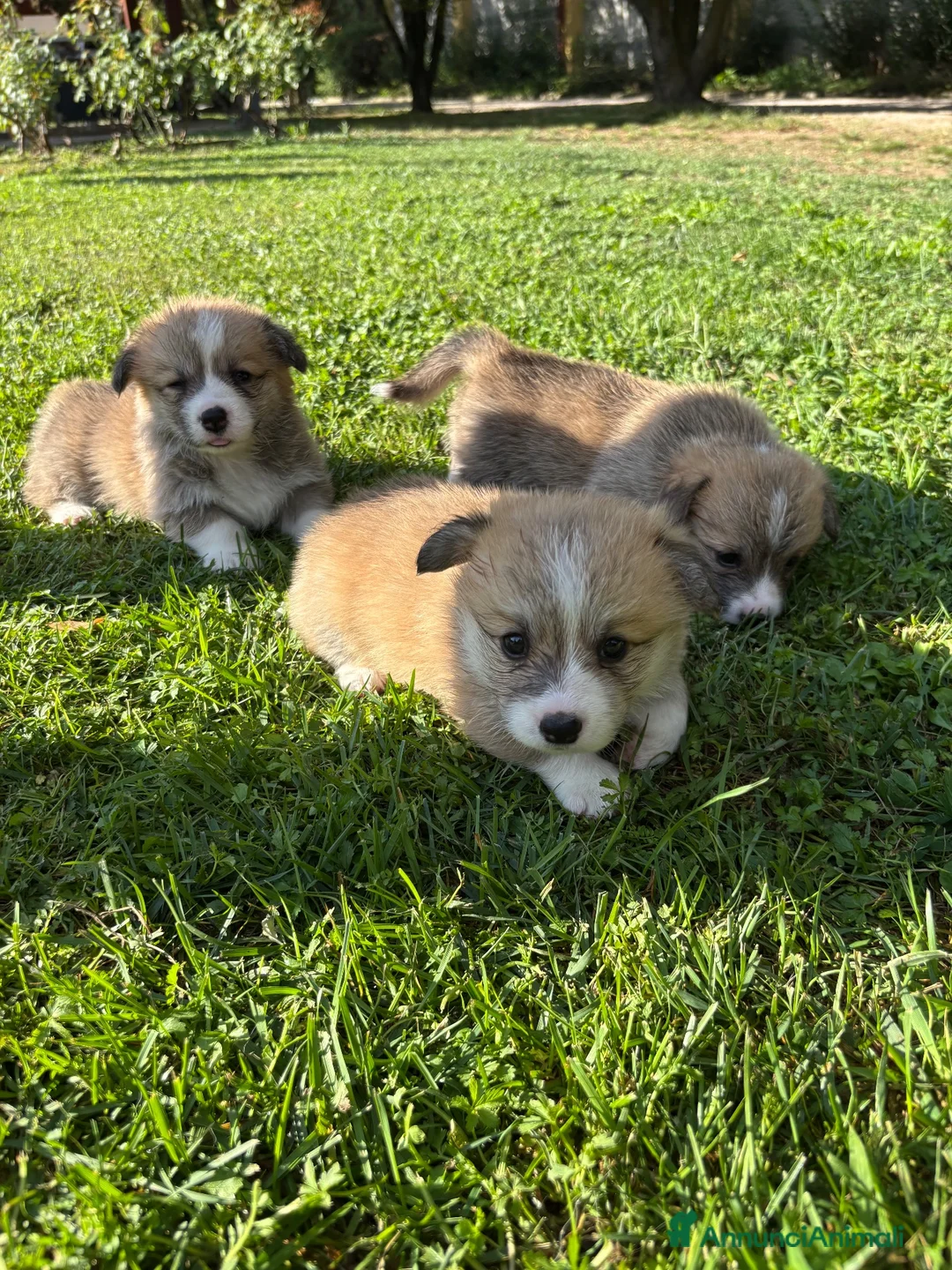 Corgi Pembroke cani in vendita: Corgi pembroke  a Provincia di Bergamo - Annuncio 2