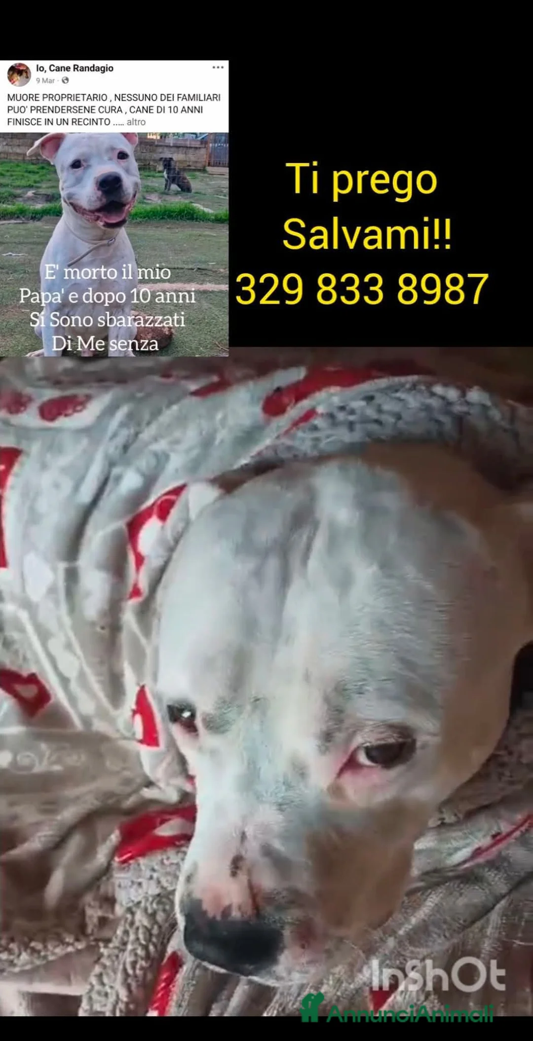 Pitbull cani in regalo: UNA CHANCE DI VITA PER ASTRO !! - Annuncio 1