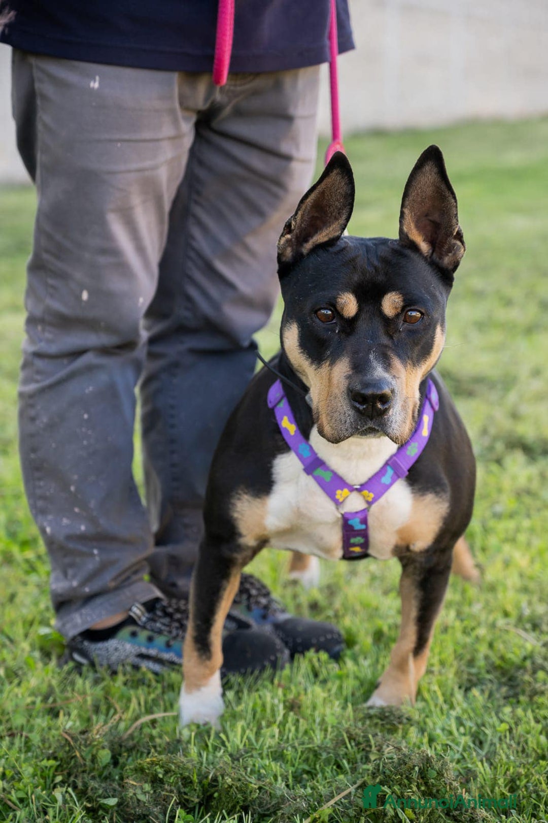 American Bully cani in regalo: Romana, una tenera  bambolina  a Città Metropolitana di Bari - Annuncio 7