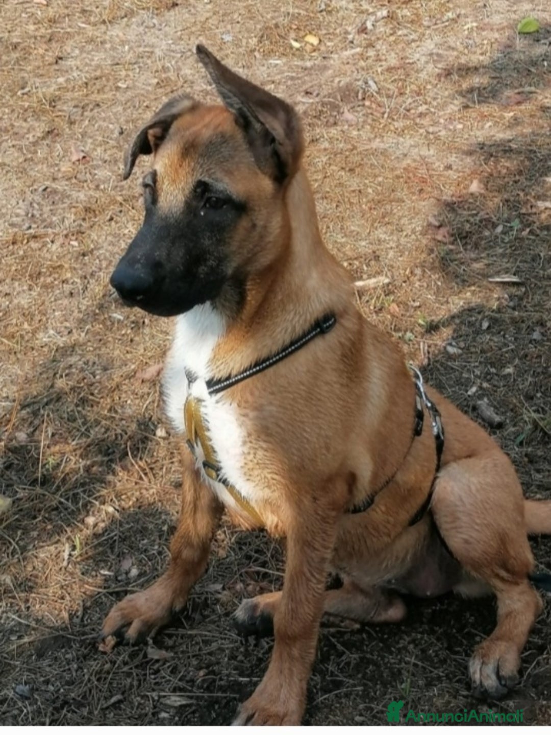 Meticcio cani in regalo: Gaia mix Malinois 3anni sola tutto il giornoNAPOLI a Città metropolitana di Milano - Annuncio 1