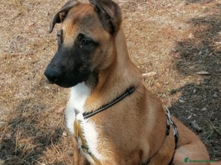 Meticcio cani Gaia mix Malinois 3anni sola tutto il giornoNAPOLI a Città metropolitana di Milano - Annuncio 37