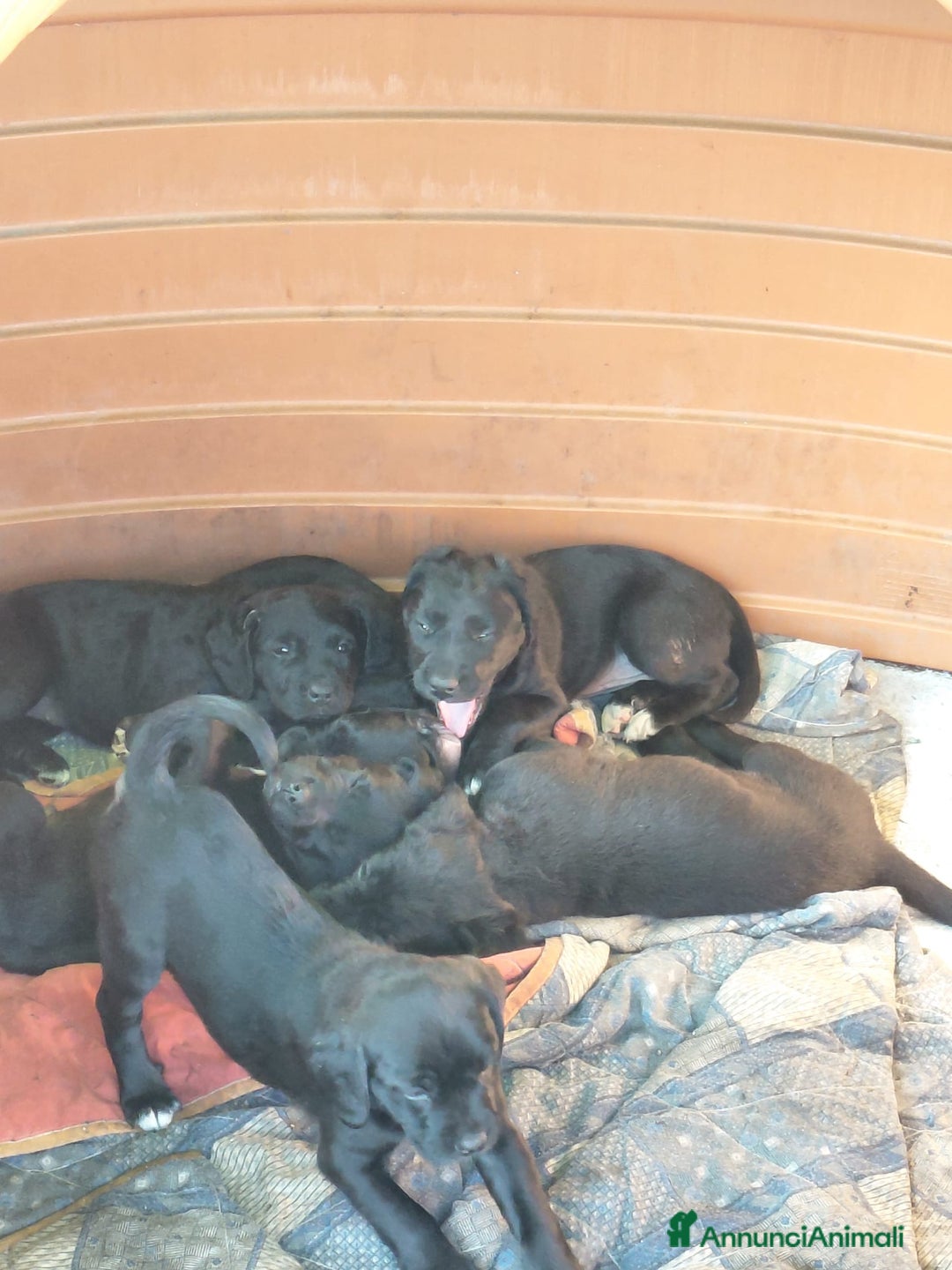 Cane Corso cani in vendita: Cuccioli  - Annuncio 7