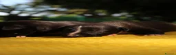Whippet cani in vendita: Cuccioli di whippet  - Annuncio 6