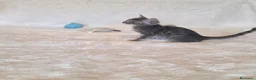 Bengala gatti in vendita: Gatto bengala - Annuncio 2