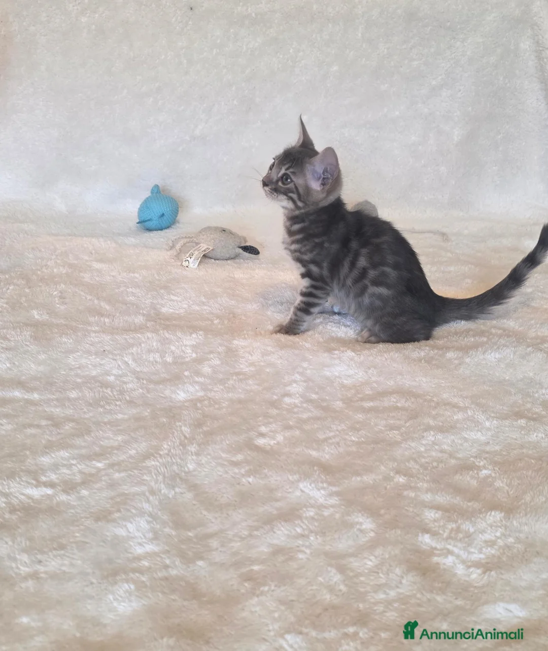 Bengala gatti in vendita: Gatto bengala - Annuncio 2