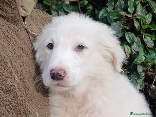 Meticcio cani GOLIA STA ASPETTANDO LA SUA FAMIGLIA PER LA VITA - Annuncio 14