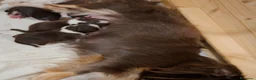 Chihuahua cani in vendita: Chihuahua pelo lungo lillac  - Annuncio 1
