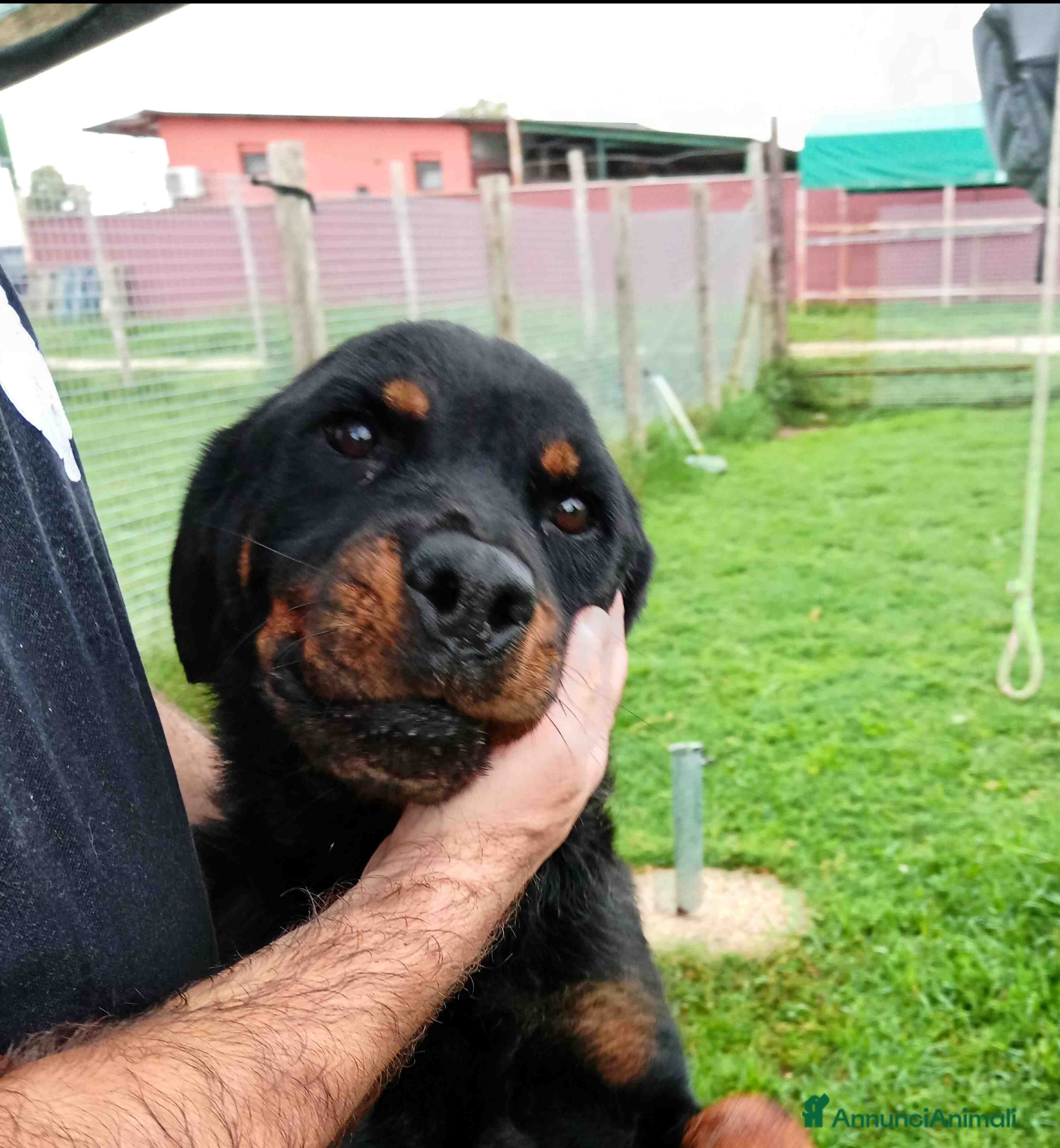 Meticcio cani Una rott per amica, AMBETA a Provincia di Latina - Annuncio 8