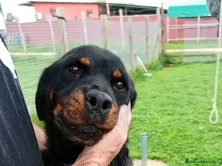Meticcio cani Una rott per amica, AMBETA a Provincia di Latina - Annuncio 20