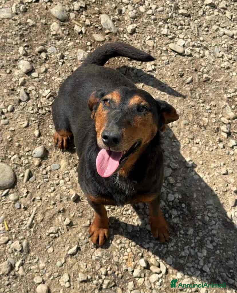 Meticcio cani FREJA, la terrier più SIMPATICA del rifugio! - Annuncio 2