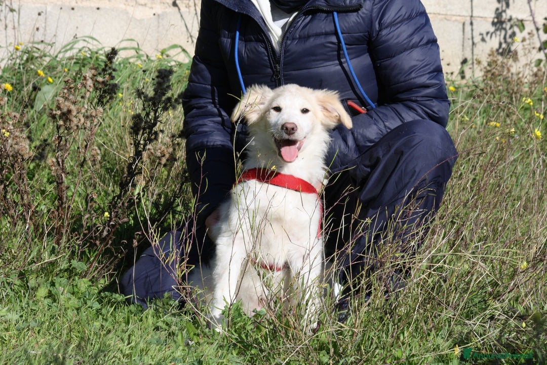 Meticcio cani in regalo: Cucciolo mix golden in adozione  - Annuncio 2