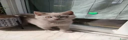 British gatti in vendita: Cucciole e cucciolo british shortait - Annuncio 3
