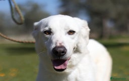 Meticcio cani in regalo: Ellen, un cane pronto a splendere a Città Metropolitana di Bari - Immagine 2