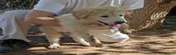Meticcio cani in regalo: Cuccioli meticci cercano casa - Annuncio 11