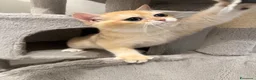 British gatti in vendita: British maschio black Golden  - Annuncio 6