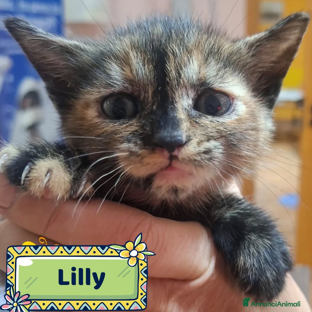 Altre razze gatti in regalo: LILLY dolce gattina trovata per strada cerca casa! - Annuncio 1