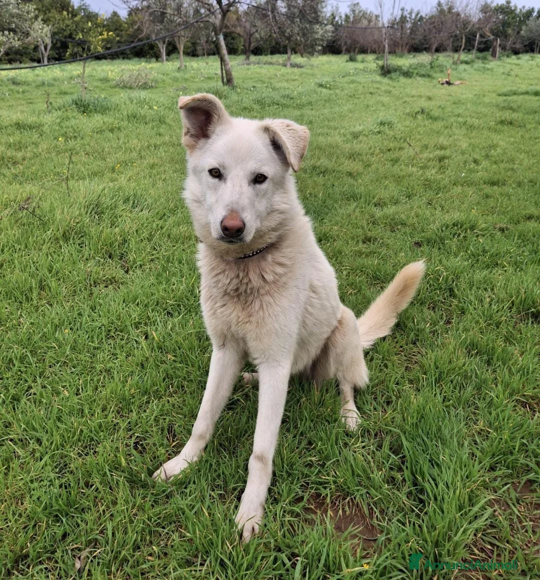 Meticcio cani in regalo: LUNA 🩷 - cucciolona scattante e dolce, cerca 🏡  - Annuncio 2