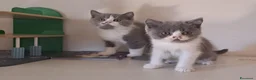 British gatti in vendita: Cuccioli disponibili bicolore bianco blu e lilac - Annuncio 2