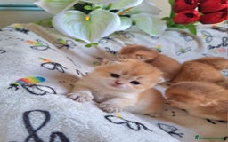 Scottish gatti in vendita: Cuccioli scottish fold e straight golden campania - Immagine 4