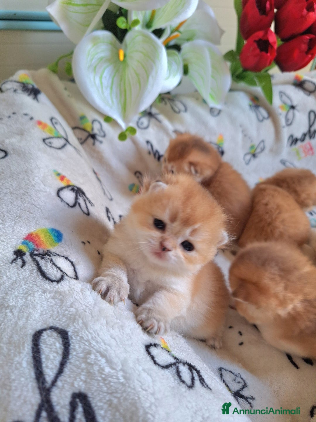 Scottish gatti in vendita: Cuccioli scottish fold e straight golden campania - Immagine 4