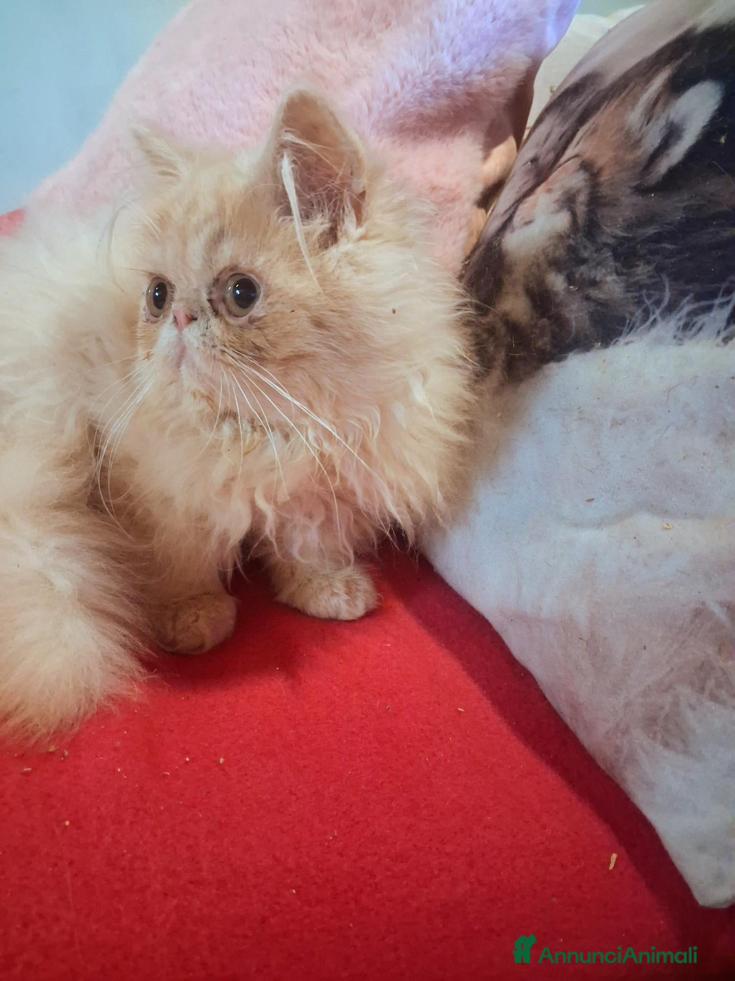 Persiano gatti Cuccioli di persiano ed exotic shorthair - Annuncio 1