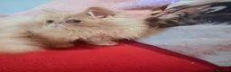 Persiano gatti in vendita: Cuccioli di persiano ed exotic shorthair - Annuncio 1