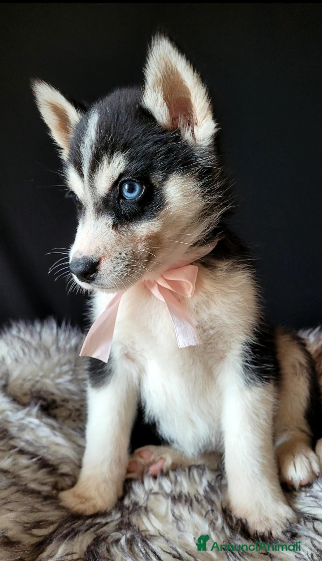 Husky cani in vendita: SIBERIAN HUSKY CUCCIOLATA CON PEDIGREE  - Annuncio 3
