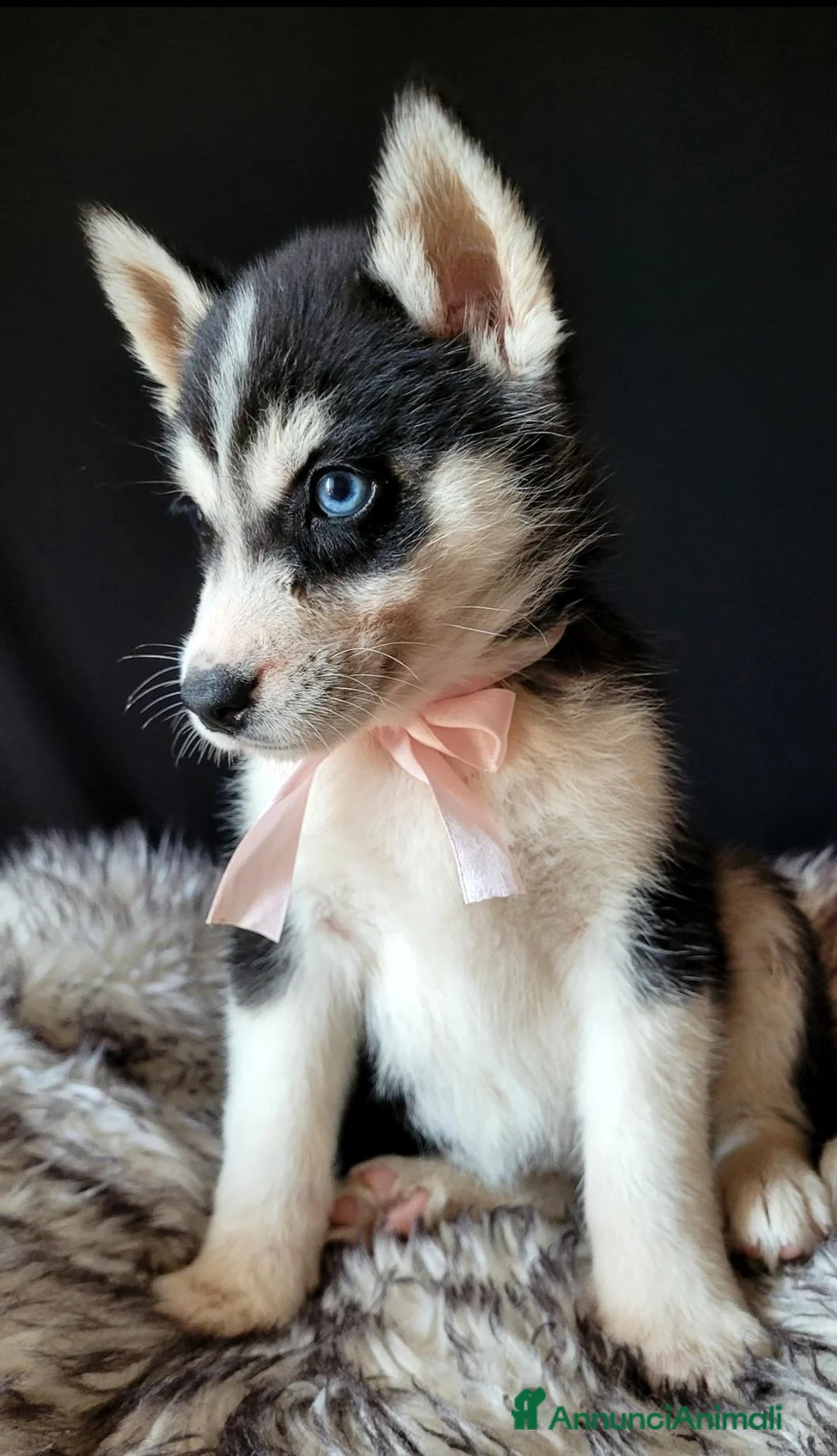 Husky cani in vendita: SIBERIAN HUSKY CUCCIOLATA CON PEDIGREE  - Annuncio 1