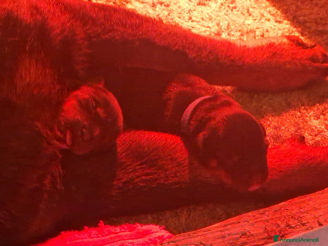 Rottweiler cani in vendita: Cuccioli Disponibili Allevamento Rottweiler  - Annuncio 6