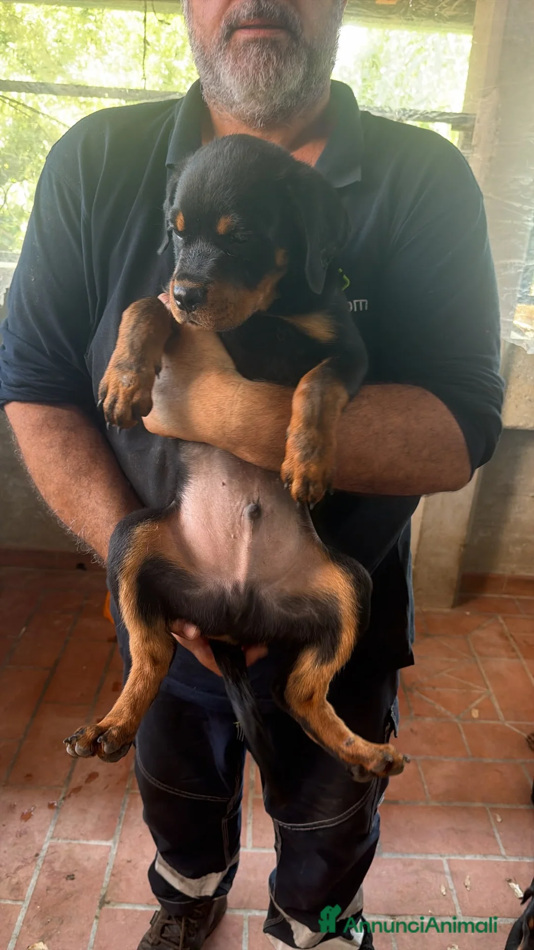 Rottweiler cani in vendita: Cuccioli di Rottweiler  - Annuncio 2
